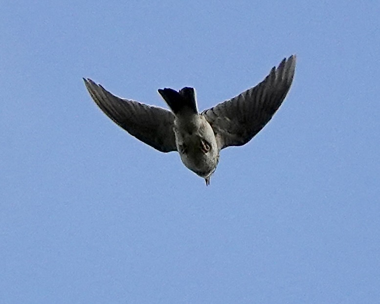 skylark
